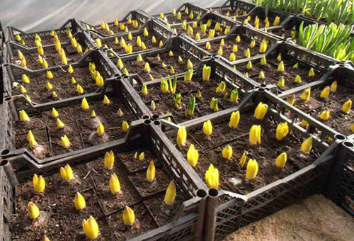 Germinación de bulbos de jacinto.