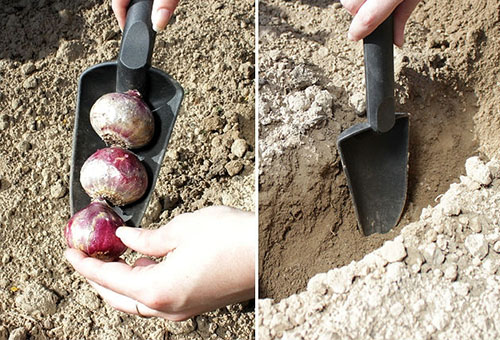 Hyacintbollen planten