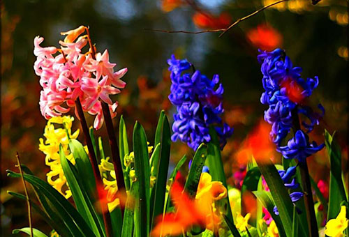 Jacintos en otoño