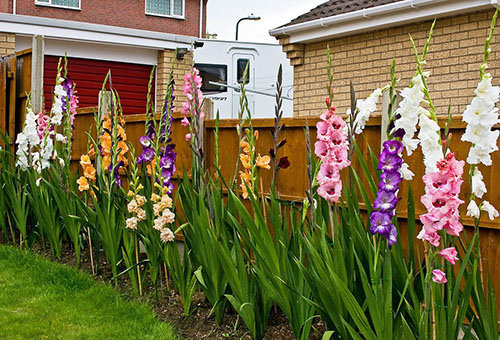 Blommande gladioli längs staketet
