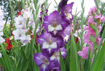 Gladioli pelbagai warna