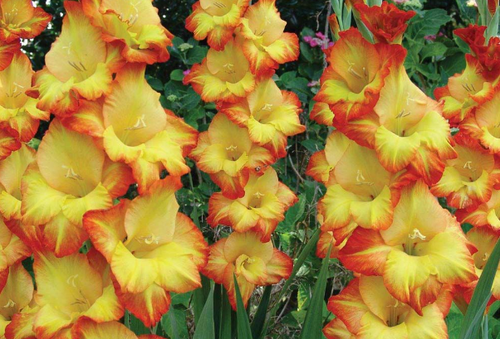 Gladiolus sárga varázsa