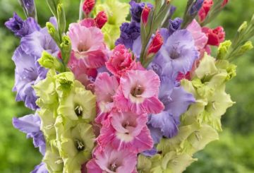 sejambak Gladioli yang terang