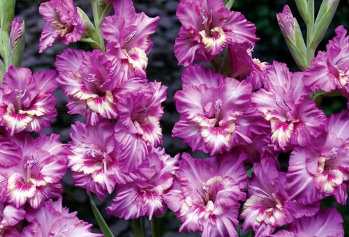 Flores cor de rosa