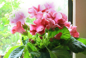 Gloxinia sur le rebord de la fenêtre