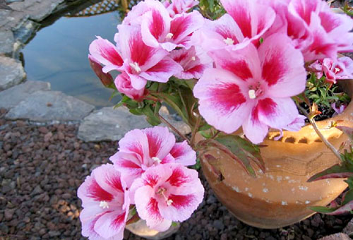 Godetia em um vaso de flores