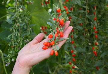 Goji berries em um galho