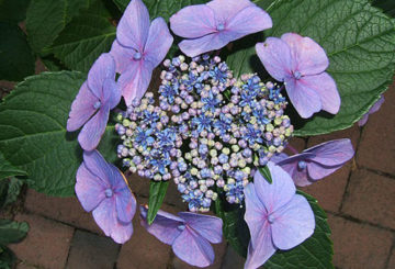 Perbungaan Hidrangea Bergerigi Bluebird