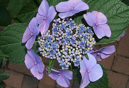 Bluebird Getande Hydrangea Bloeiwijze