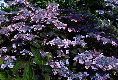 Buisson d'hortensia dentelé