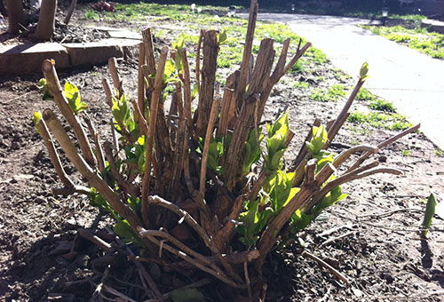 Arbusto de hortênsia aparado