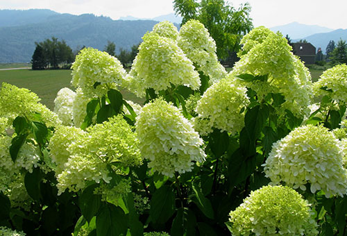 Lueur des hortensias