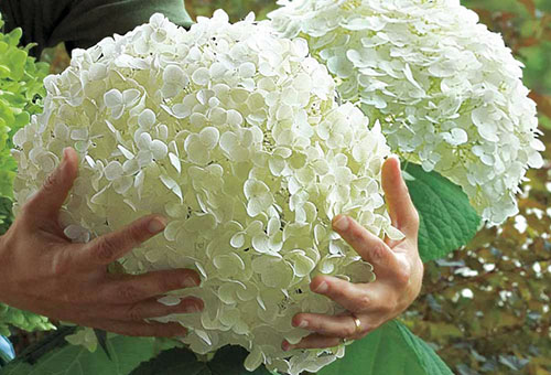 Hydrangea Incredibol