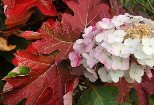 Hortensia de hojas de roble