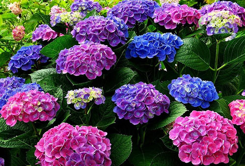 Hortensia en fleurs