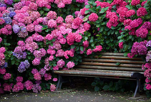 Matorrales de hortensias