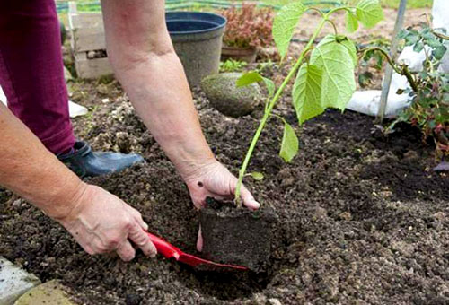 Hortenzia ültetése nyílt terepen