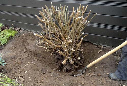 Cavando um arbusto de hortênsia para o inverno