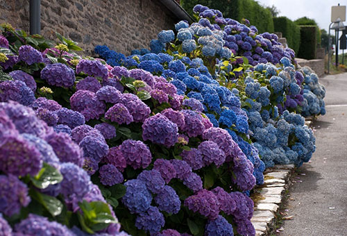 Arbustos de hortensias cerca de la pared de la casa.