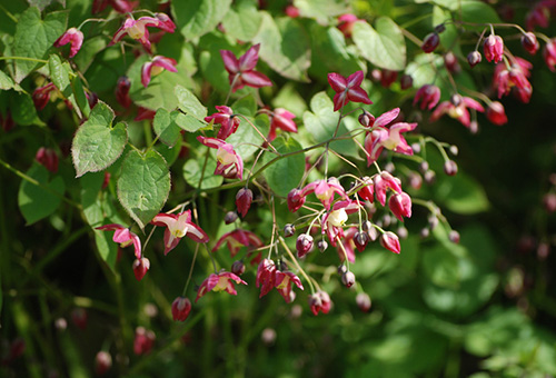 Kvetoucí Horny Goat Weed