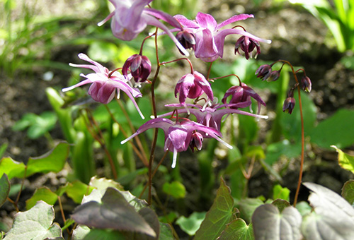 Flor de cabra com tesão