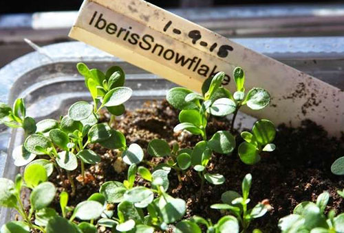 Iberis seedlings