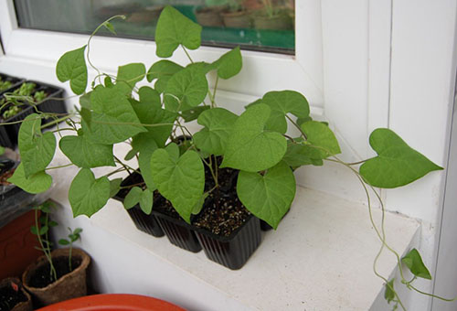 Ipomoea palánták