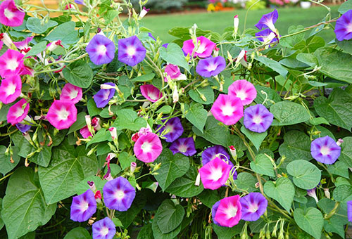 Gloire du matin en fleurs