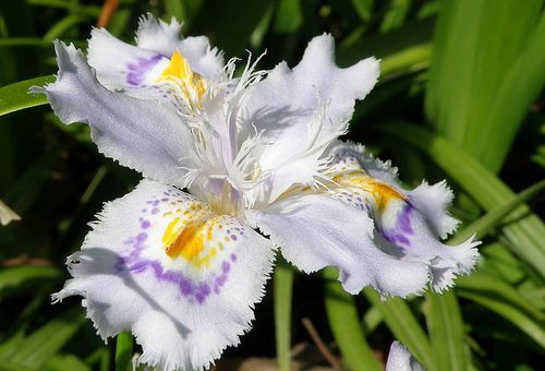 Iris japanska xiphoid
