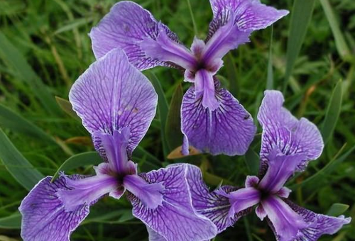 Skäggig iris