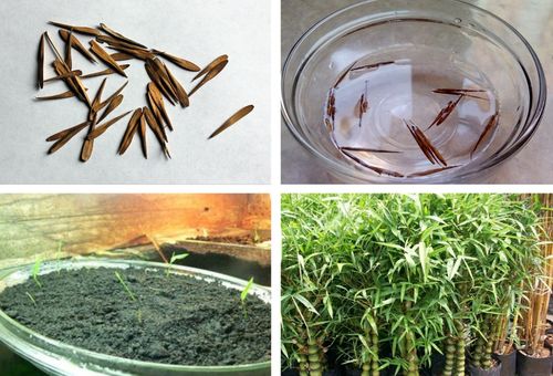 размножаване на бамбук чрез семена