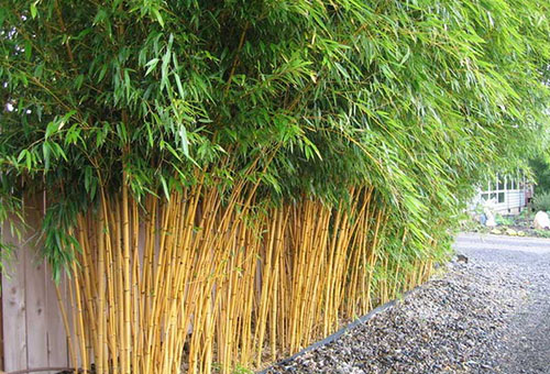 Bambus plantat lângă perete