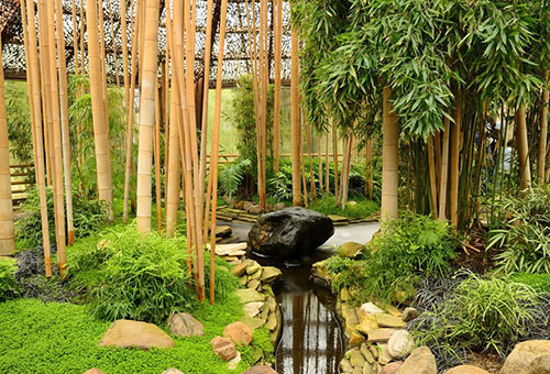 Bambus înalt în grădină