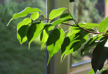 Ficus Benjamin távozik