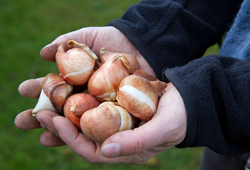 Bulbos de tulipa nas mãos