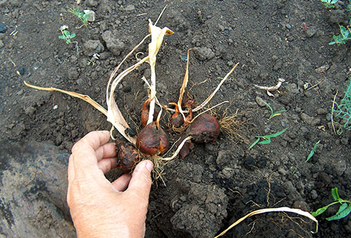 Dug up bulbes de tulipes