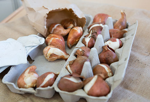 Armazenamento de bulbos de tulipas em uma bandeja de ovos