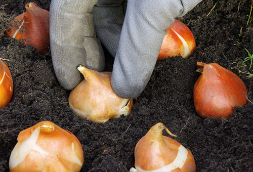 Plantando tulipas