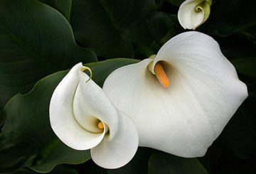 Fehér calla liliom