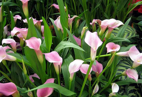 Lys calla roses