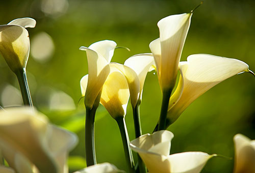 Lírios de calla florescendo