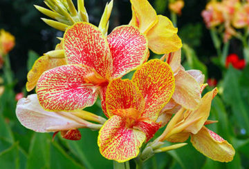 Canna en fleurs