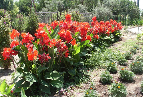 Cannes rojos florecientes