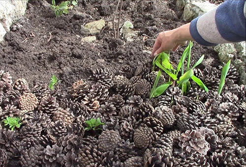 Plantando cannes em terreno aberto