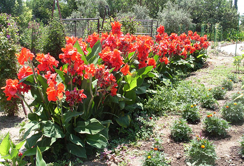 Cannes en fleurs