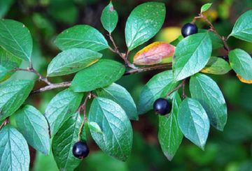 Ramo de cotoneaster brilhante