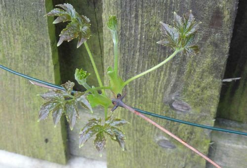 reprodução de Clematis por camadas