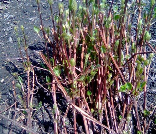 pembiakan Clematis dengan pembahagian akar