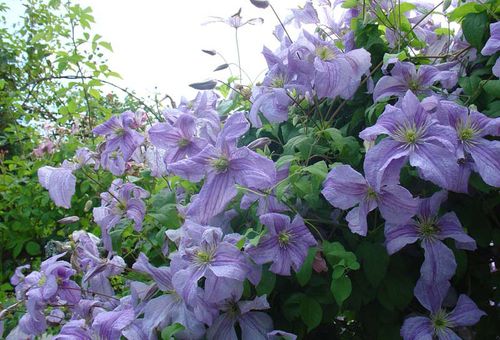 clematis berbunga