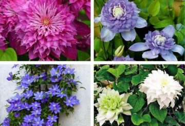 diferentes variedades de clematis